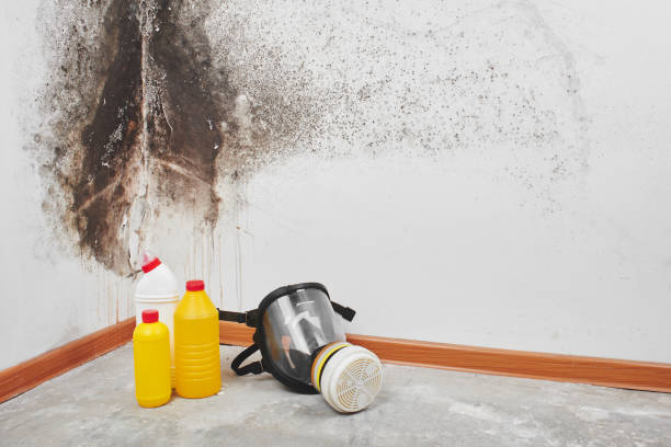 Best Certified Mold Removal  in Auburndale, FL