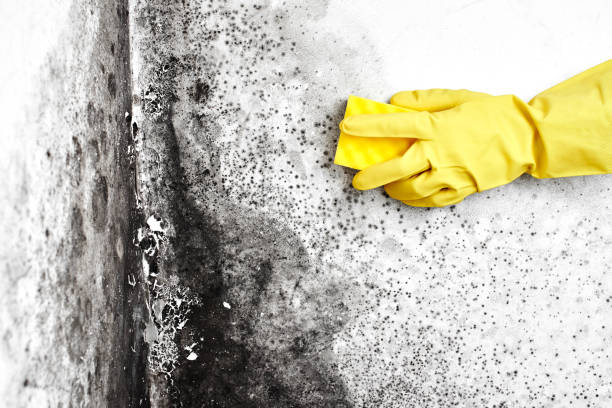 Trusted Auburndale, FL Mold Removal Experts