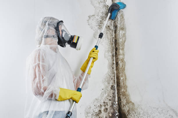 Best Local Mold Removal Service  in Auburndale, FL