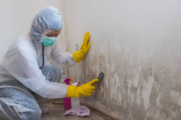 Best Fast Mold Removal  in Auburndale, FL