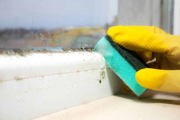Best Mold Removal Company Near Me  in Auburndale, FL
