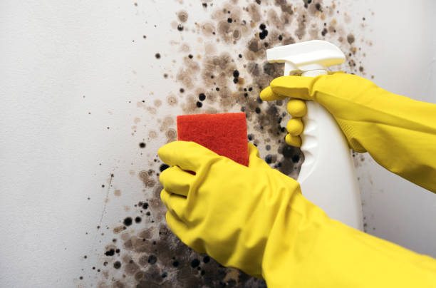 Best Affordable Mold Removal  in Auburndale, FL