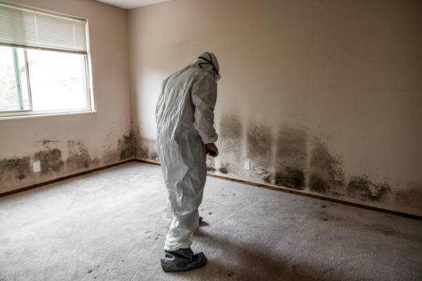 Best Residential Mold Removal  in Auburndale, FL
